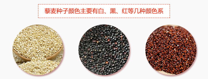 藜麥種子顏色主要有白、黑、紅等幾種顏色系，營養(yǎng)成分相差不大，其中白色口感好，黑、紅色口感相對差些，籽粒也較小。