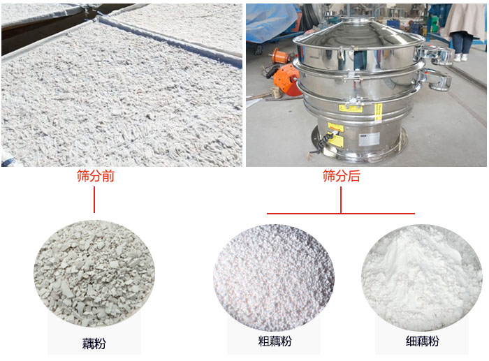 蓮藕淀粉曬干，采用304不銹鋼材質(zhì)藕粉振動篩篩分后前后對比效果圖展示。